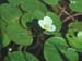 frogbit
